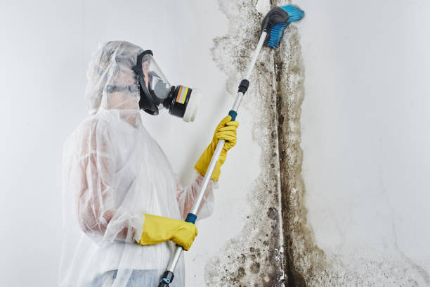 Best Attic Mold Remediation in Enochville, NC