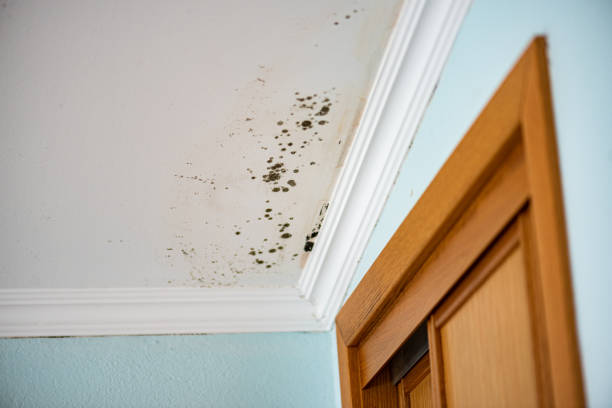 Best Commercial Mold Remediation in Enochville, NC