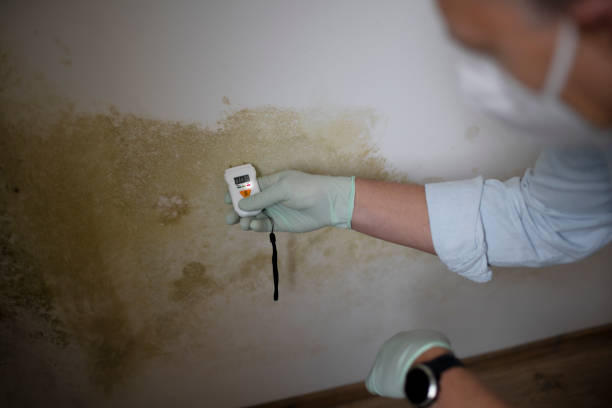 Best Health and Safety Mold Remediation in Enochville, NC