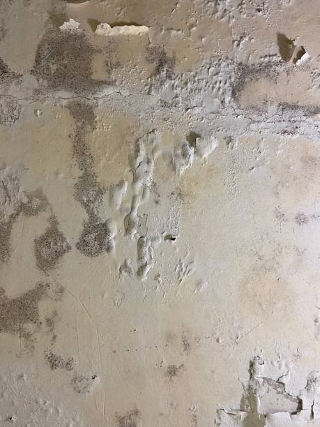 Best Emergency Mold Remediation in Enochville, NC