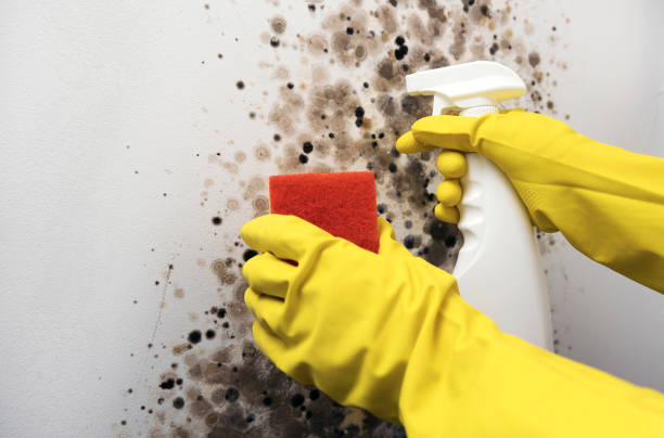 Best DIY Mold Remediation Support Services in Enochville, NC