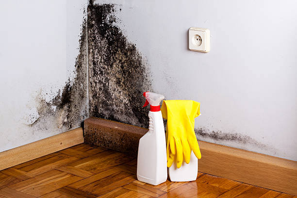 Best Basement Mold Remediation in Enochville, NC