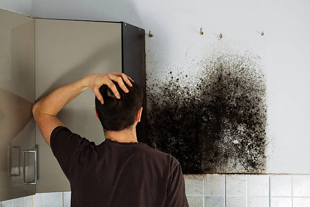 Best Mold Remediation for Specific Building Types in Enochville, NC